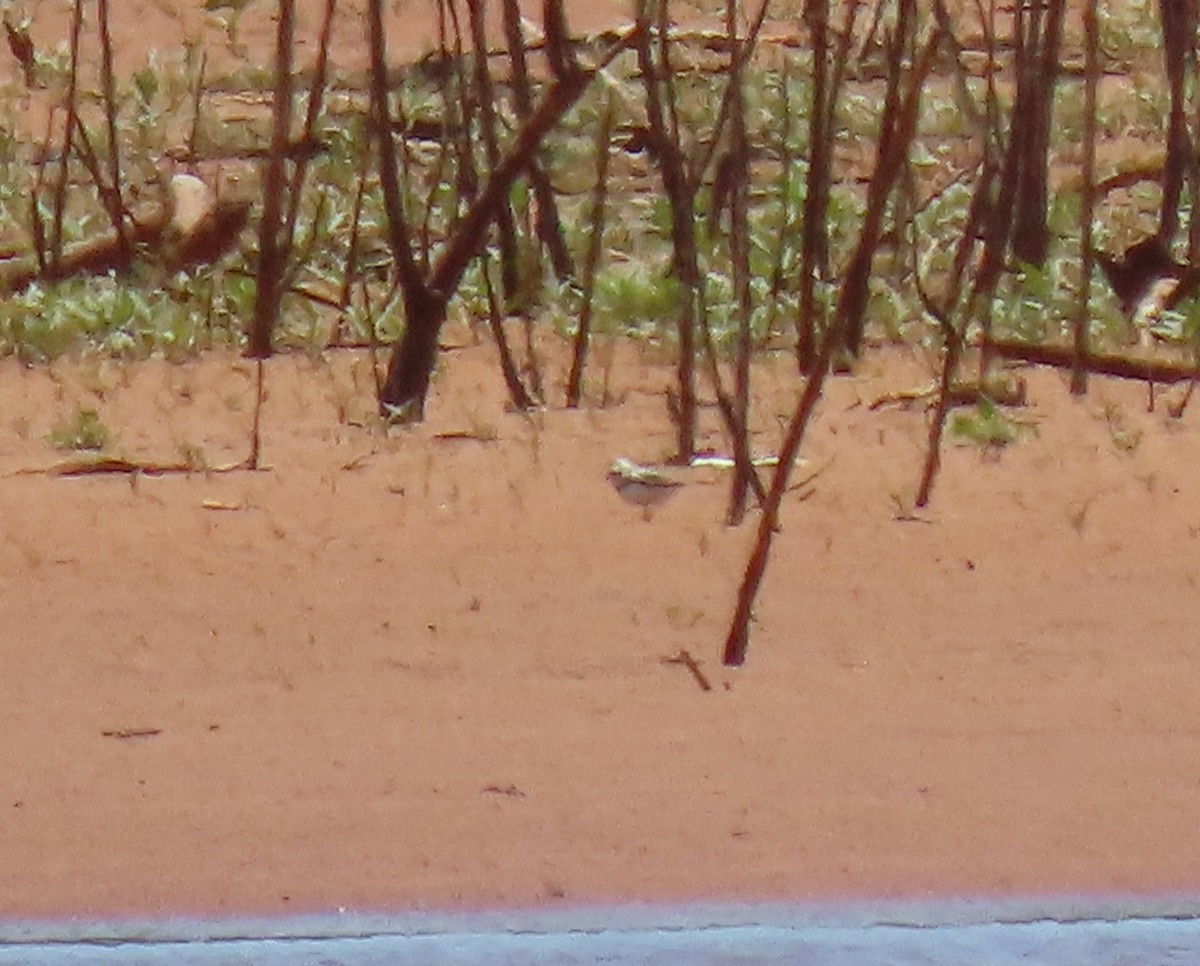 Piping Plover - ML564542961