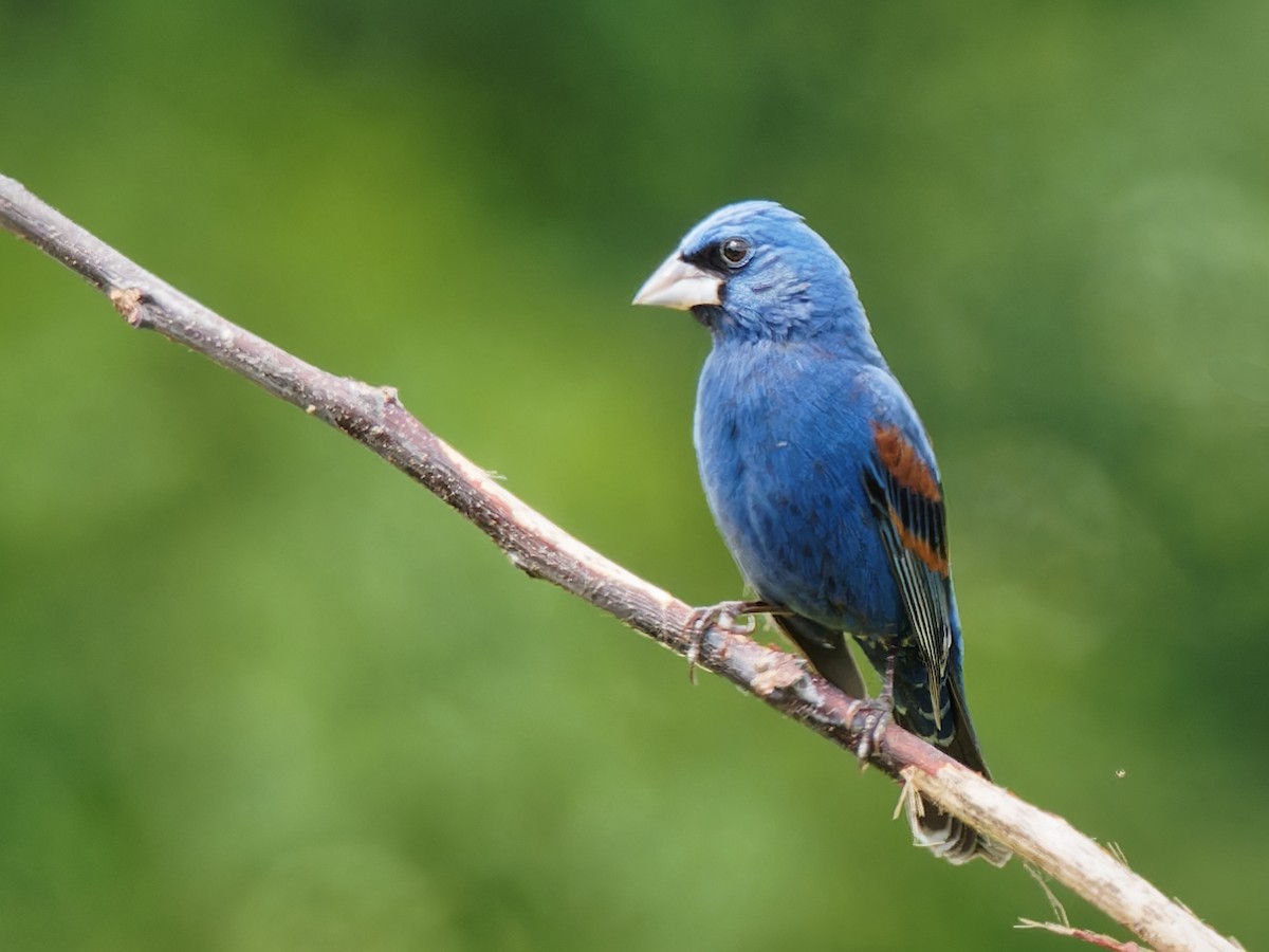 Blue Grosbeak - ML564545021