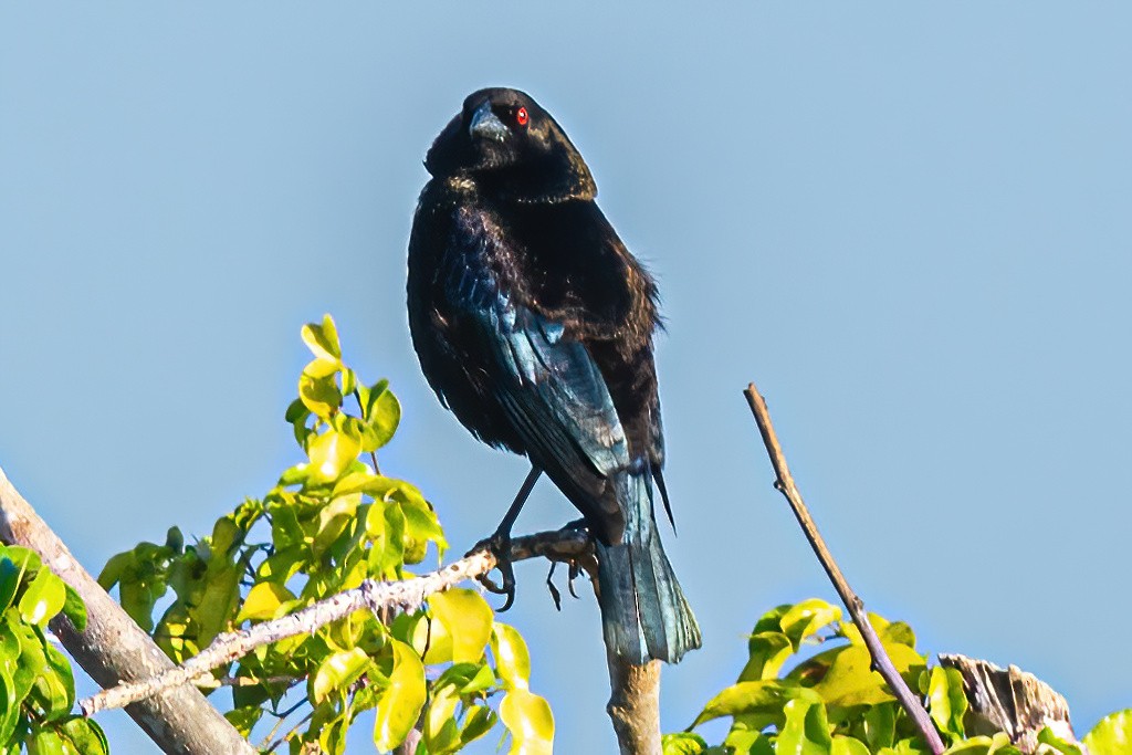 Bronzed Cowbird - ML564545081