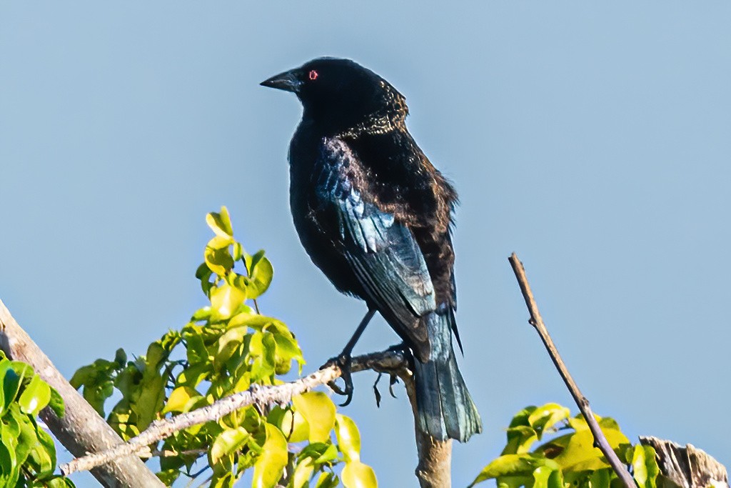 Bronzed Cowbird - ML564545131