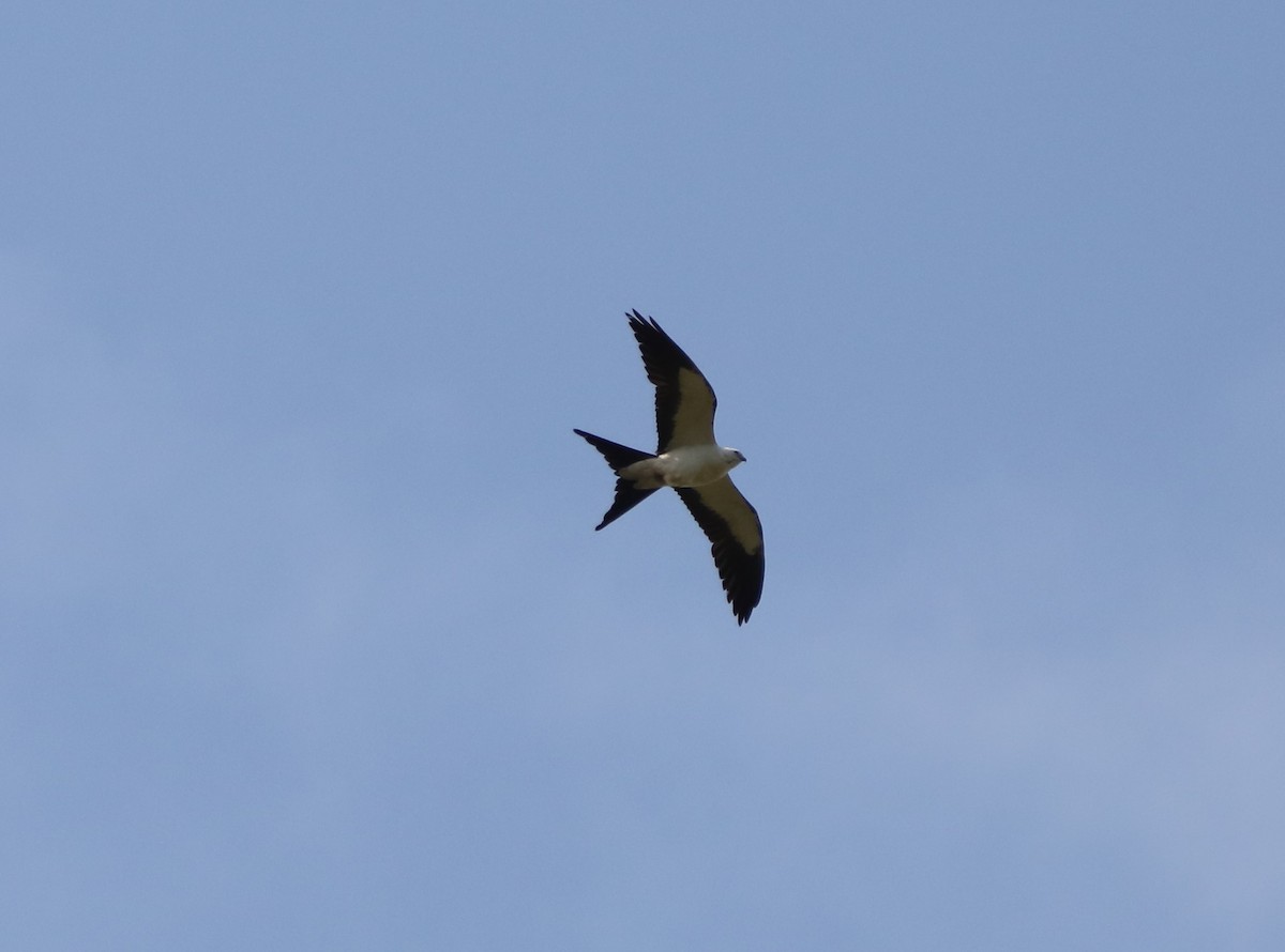 Swallow-tailed Kite - ML564545271