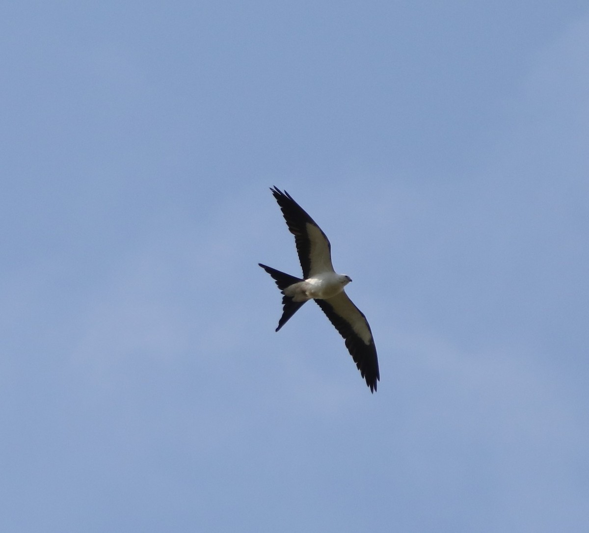 Swallow-tailed Kite - ML564545281