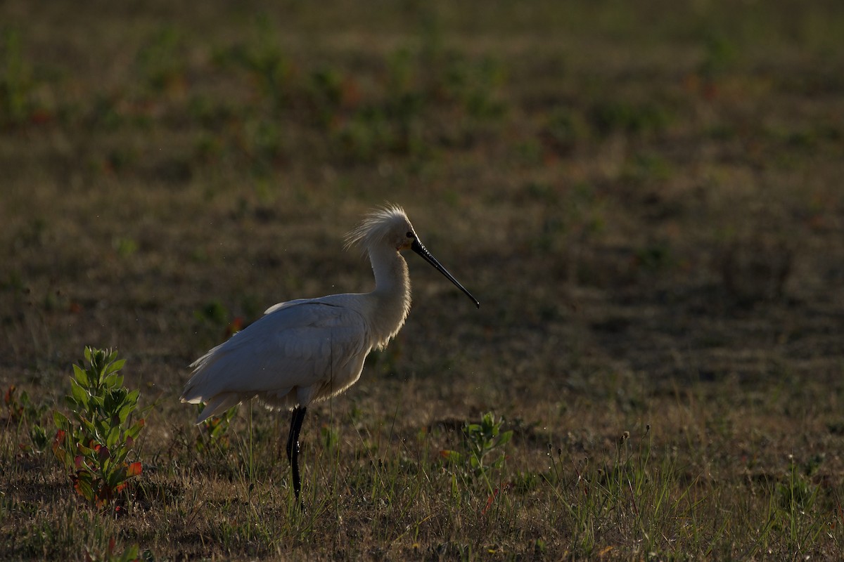 Eurasian Spoonbill - Christiaan van der Hoeven