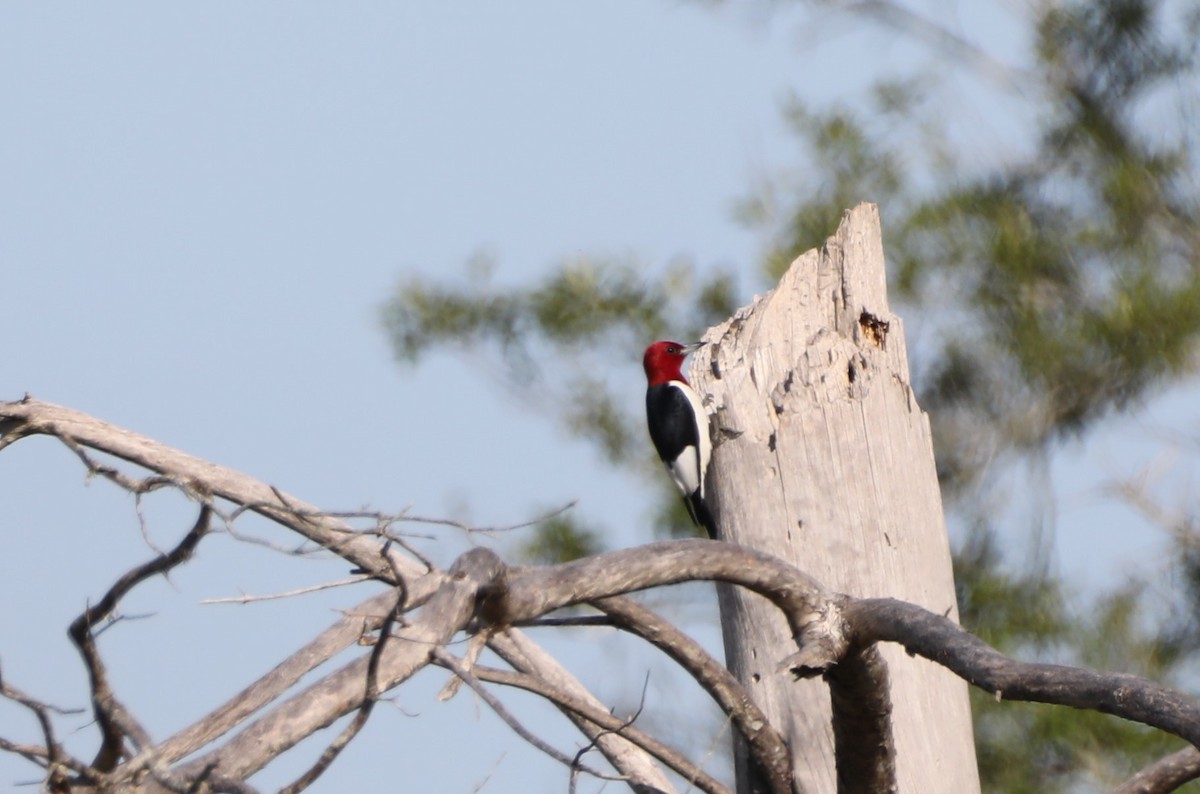 Red-headed Woodpecker - ML564545391