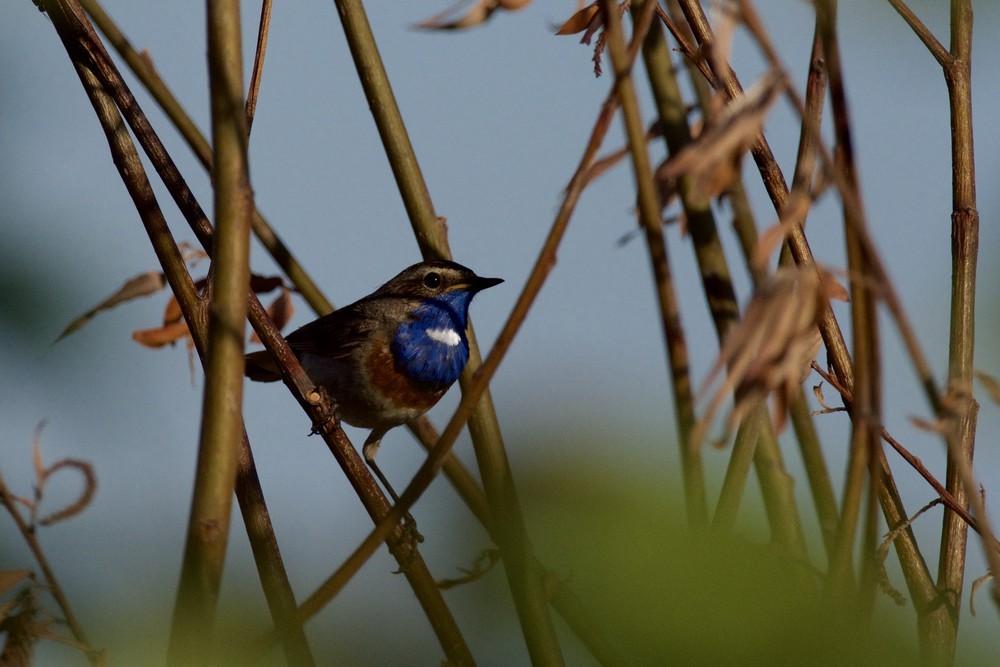 Ruiseñor Pechiazul (cyanecula/namnetum) - ML564545661