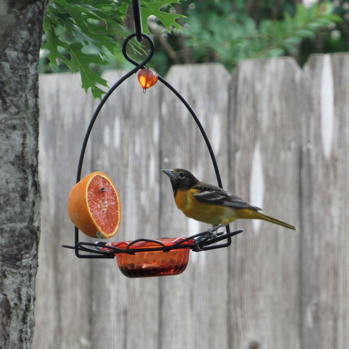 Baltimore Oriole - Judy Behrens