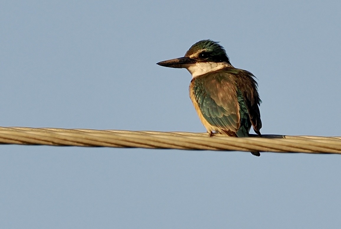 Sacred Kingfisher - ML564546701