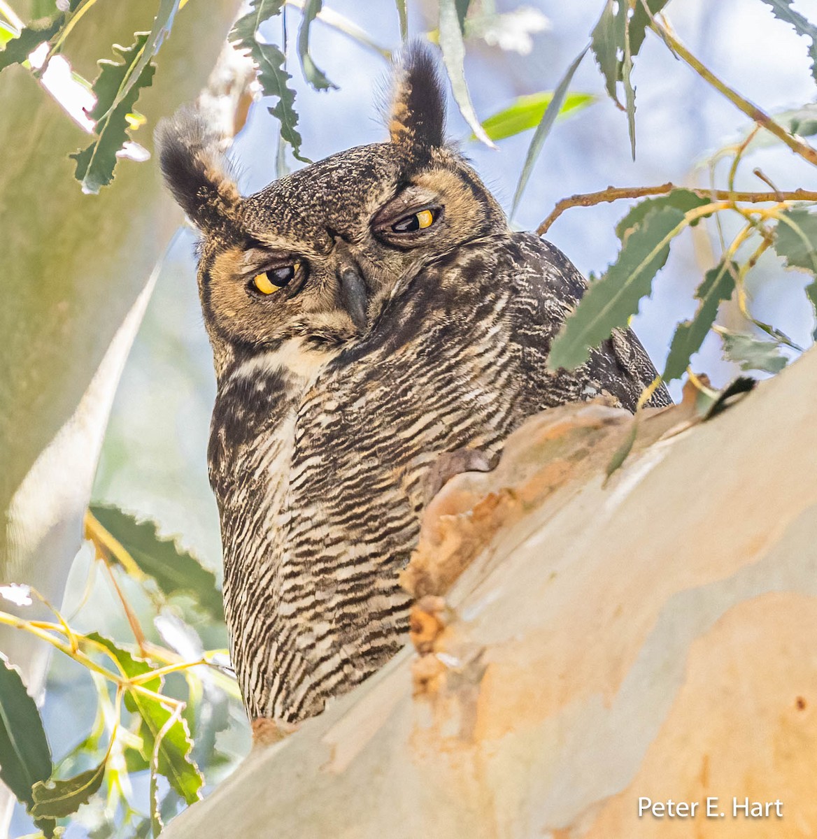 Great Horned Owl - ML564547431