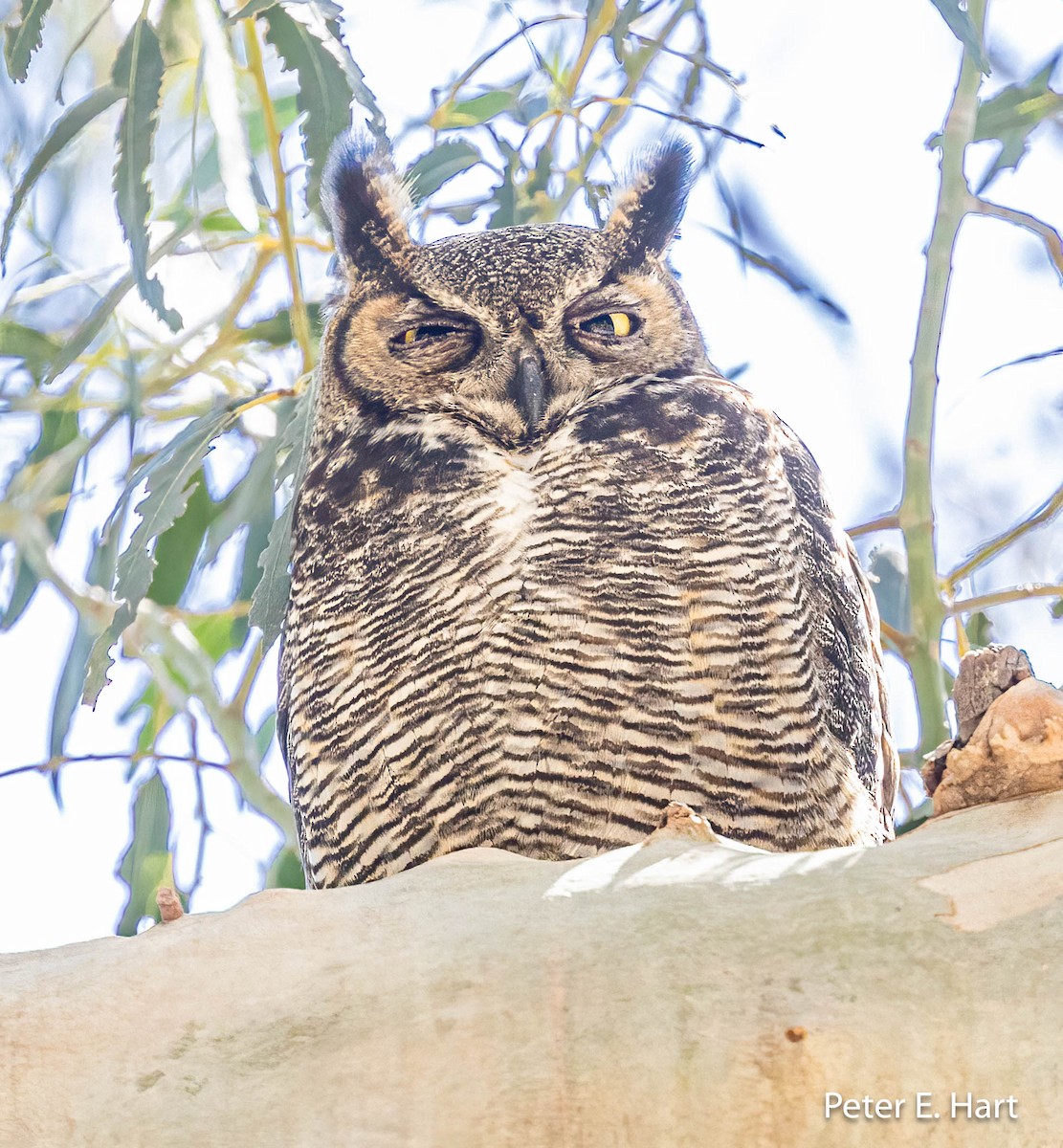 Great Horned Owl - ML564547461