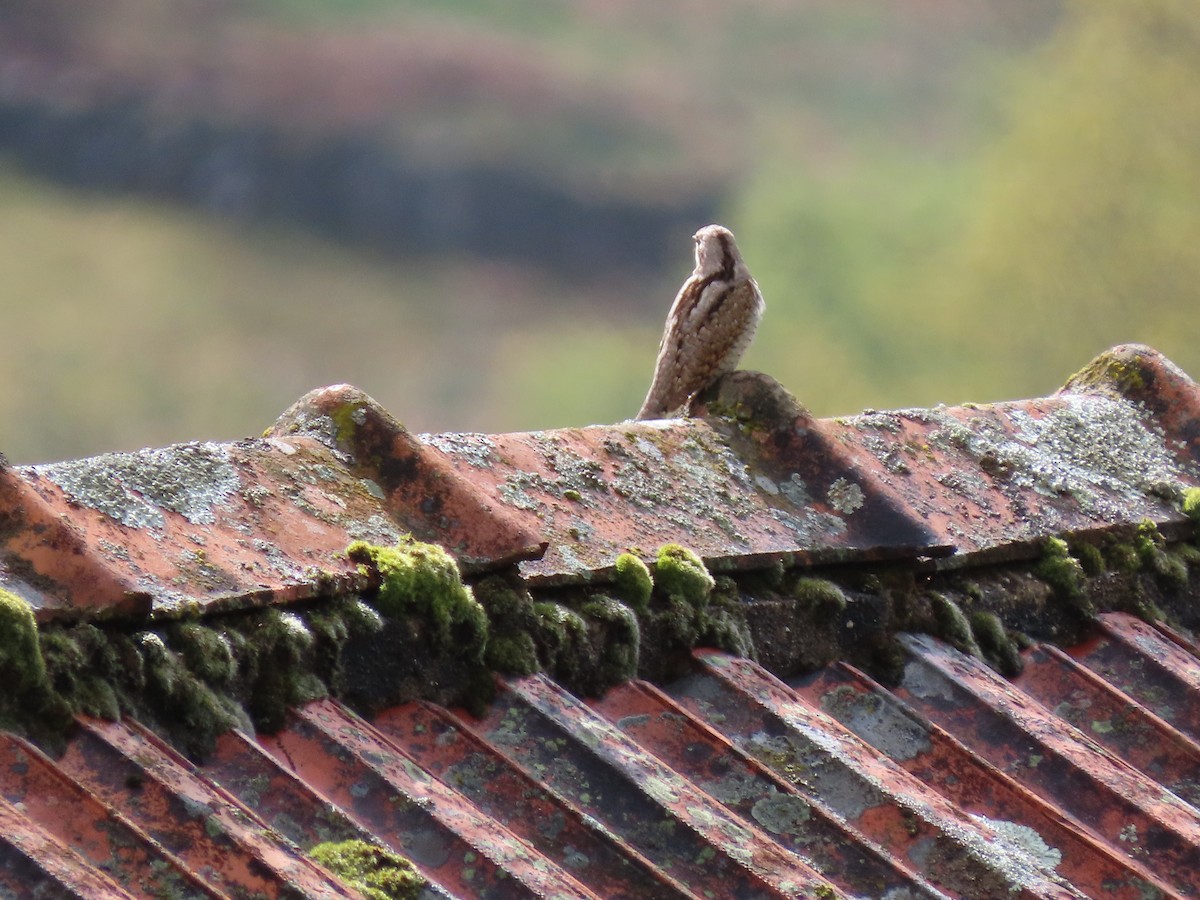 Eurasian Wryneck - M Sá & J Teixeira