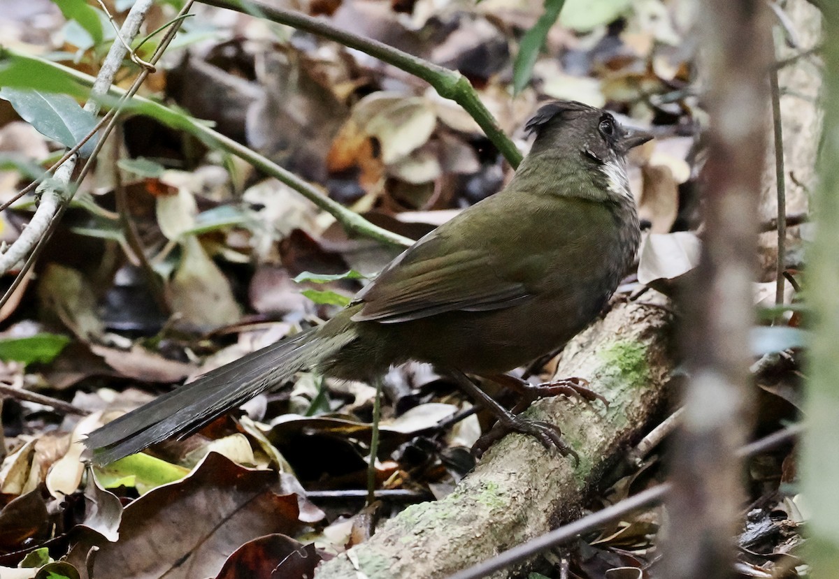 Eastern Whipbird - ML564548781