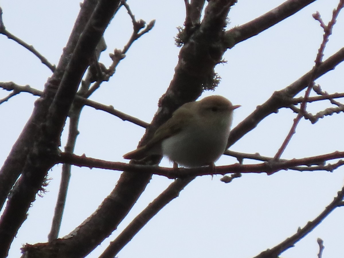 Western Bonelli's Warbler - ML564549151