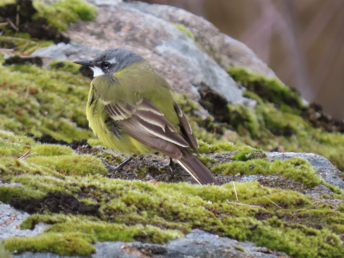 Western Yellow Wagtail (iberiae) - ML564549971