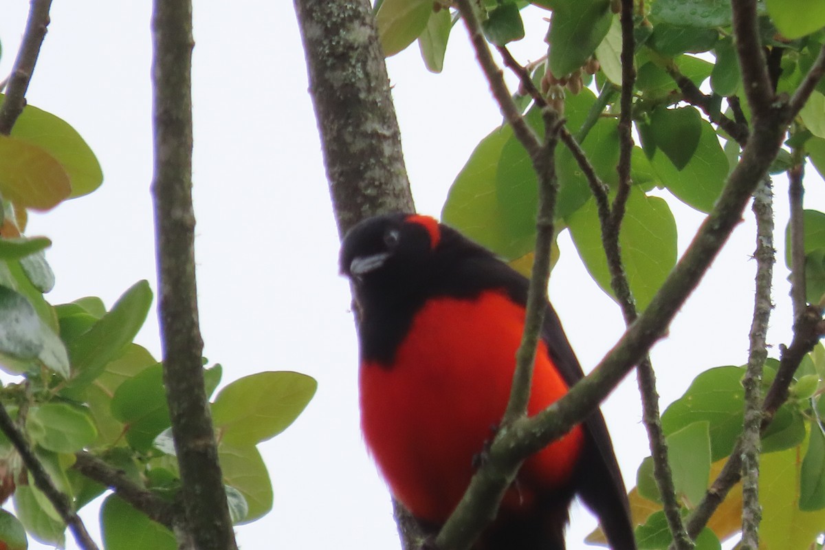Scarlet-bellied Mountain Tanager - ML564550041