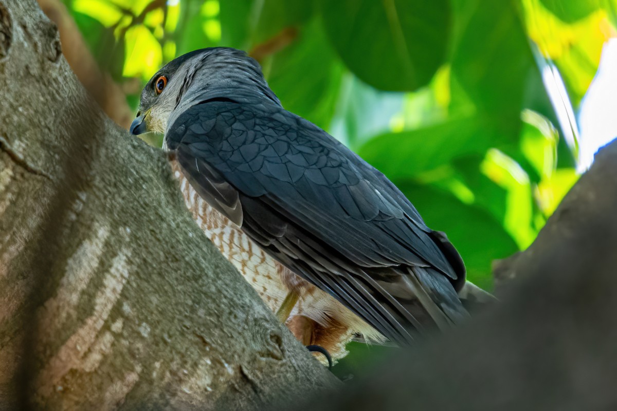 Cooper's Hawk - ML564551571