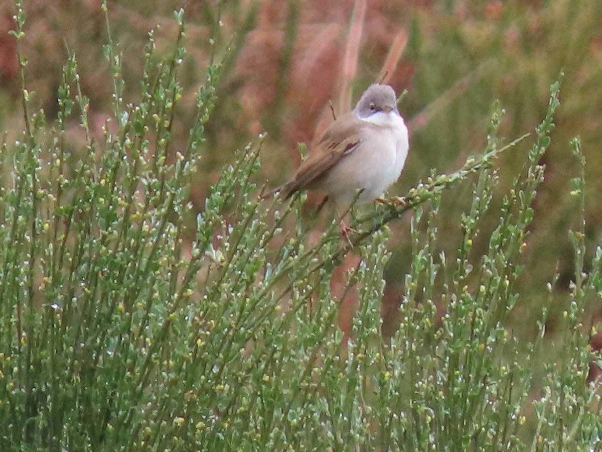 Greater Whitethroat - ML564551891