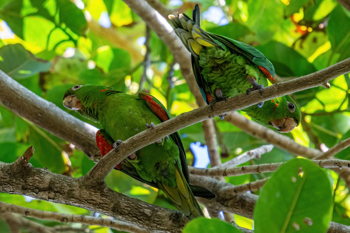 White-eyed Parakeet - ML564551941