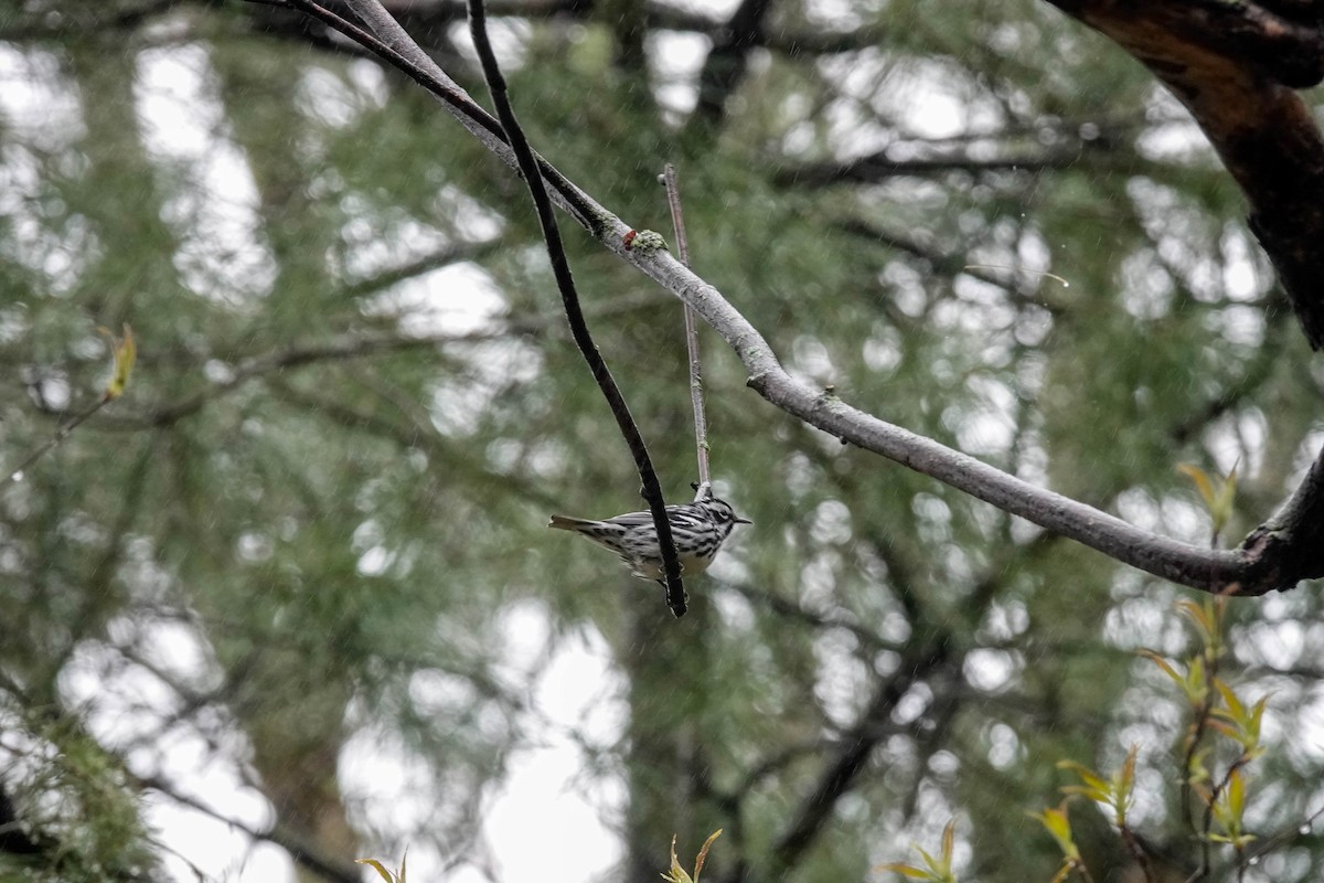 Black-and-white Warbler - ML564552451