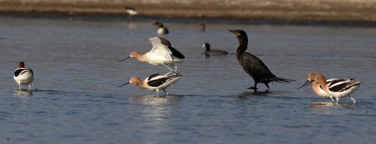 American Avocet - Chris Lloyd