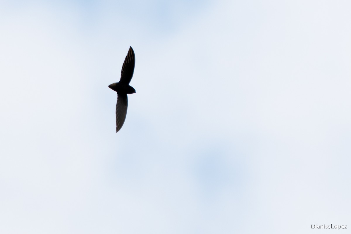 Short-tailed Swift - ML564553651