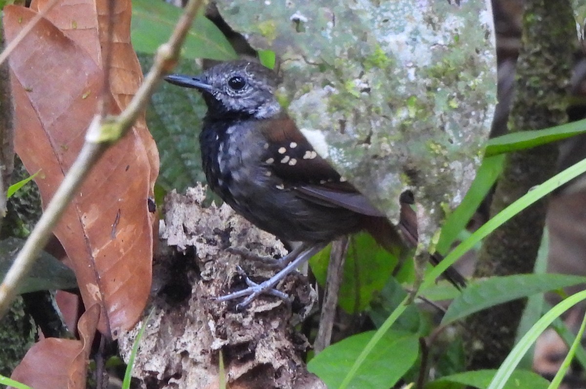 Gray-bellied Antbird - ML564554101