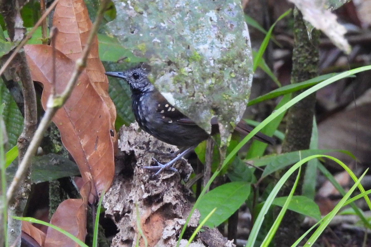 Gray-bellied Antbird - ML564554231