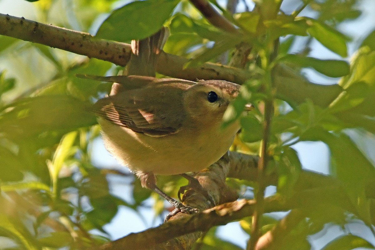 Orange-crowned Warbler - ML564554461
