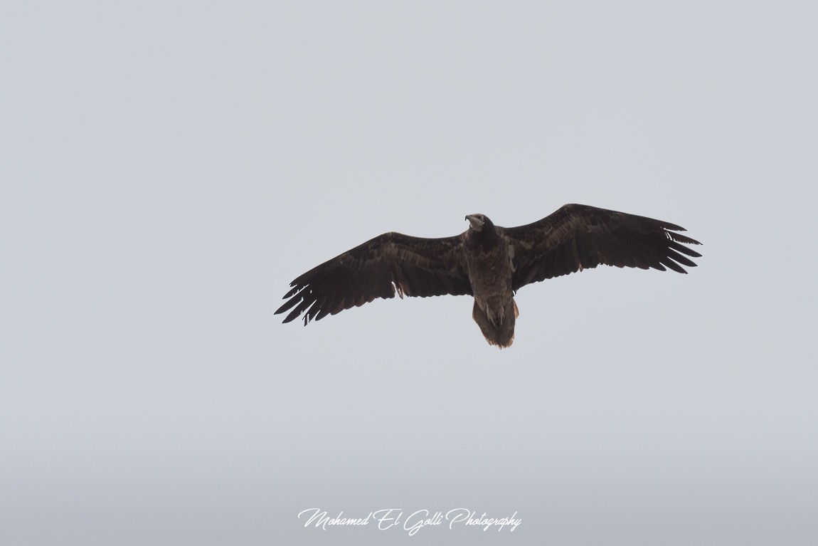 Egyptian Vulture - ML564555231