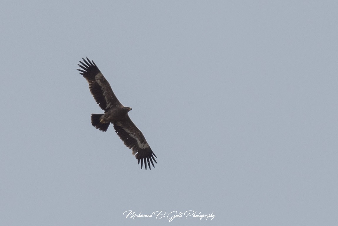 Steppe Eagle - ML564555701