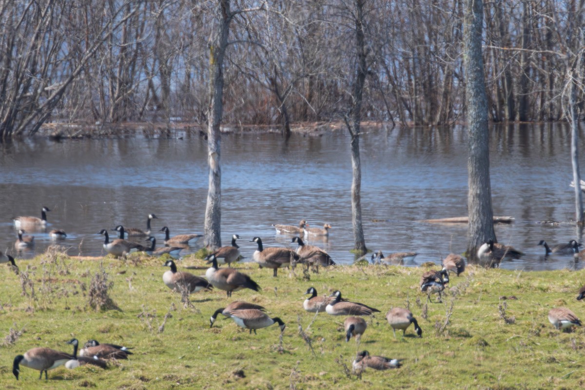 Greater White-fronted Goose - ML564556321