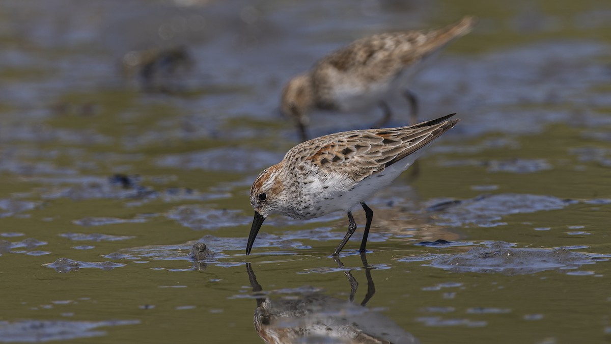 Western Sandpiper - Eric Ellingson