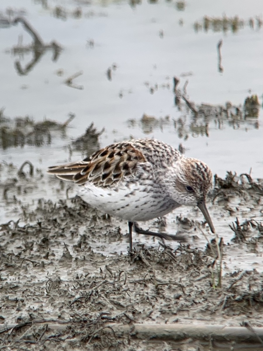 Western Sandpiper - Jeremy Dominguez