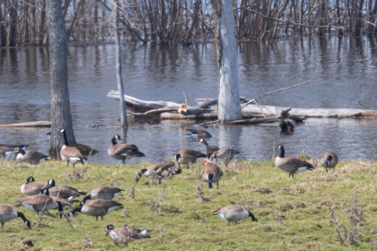 Greater White-fronted Goose - ML564559371