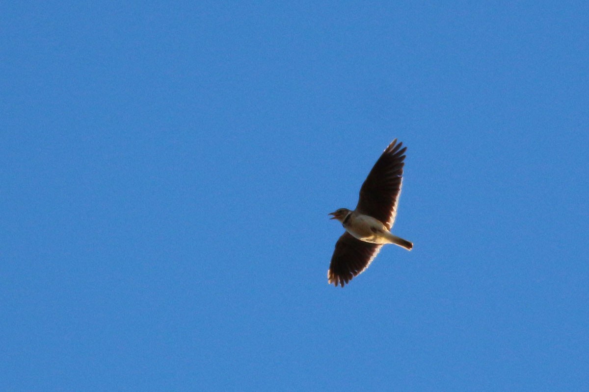 Calandra Lark - ML56455981