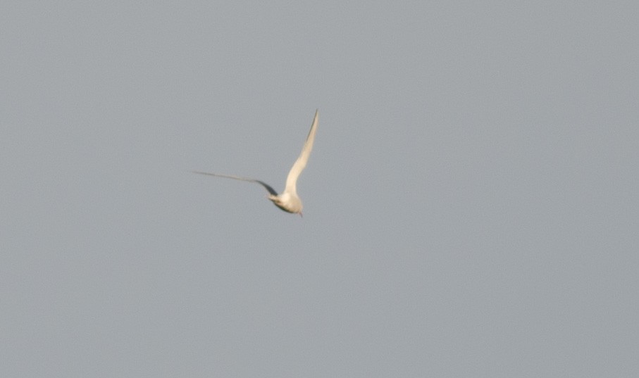 Common Tern - Alix d'Entremont