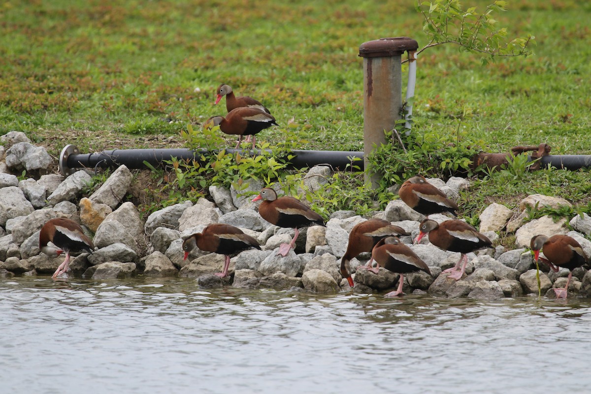 Black-bellied Whistling-Duck - ML564560441