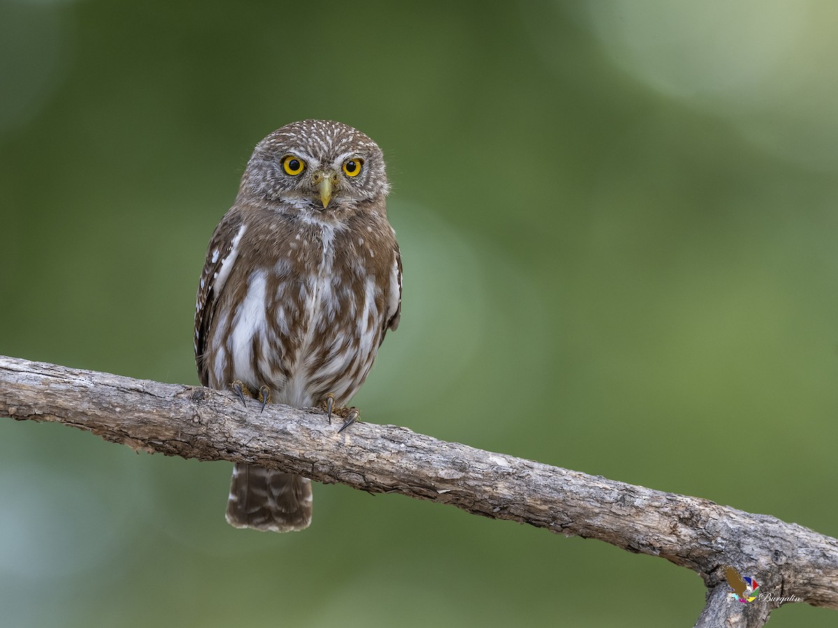 Ferruginous Pygmy-Owl - Fernando Burgalin Sequeria