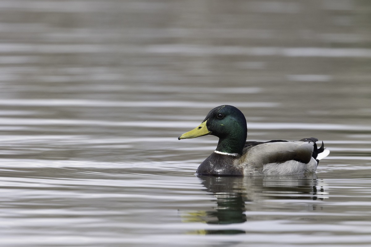 Mallard - ML564561441