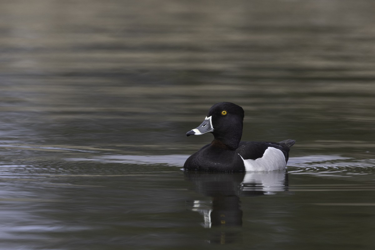 クビワキンクロ - ML564561731