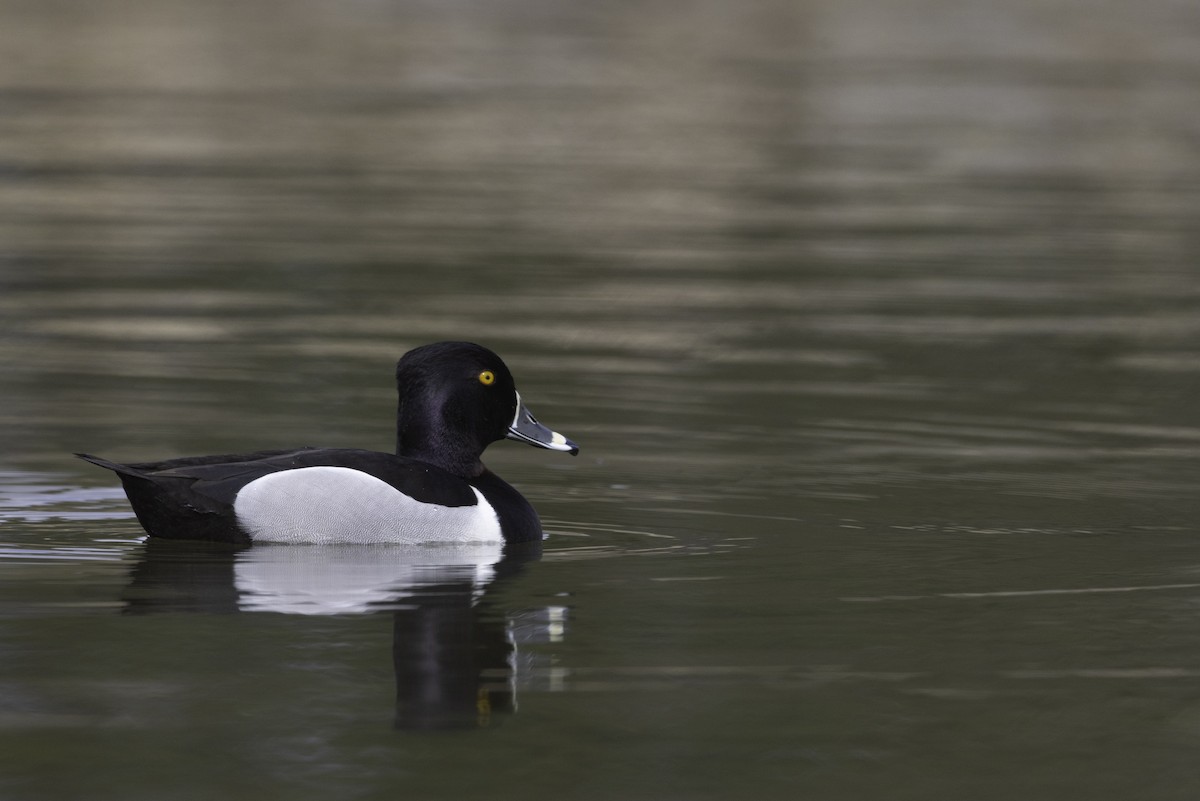 Ring-necked Duck - ML564561741