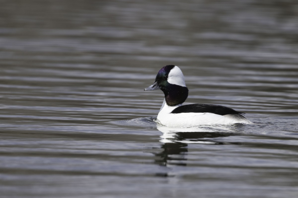 ヒメハジロ - ML564562051