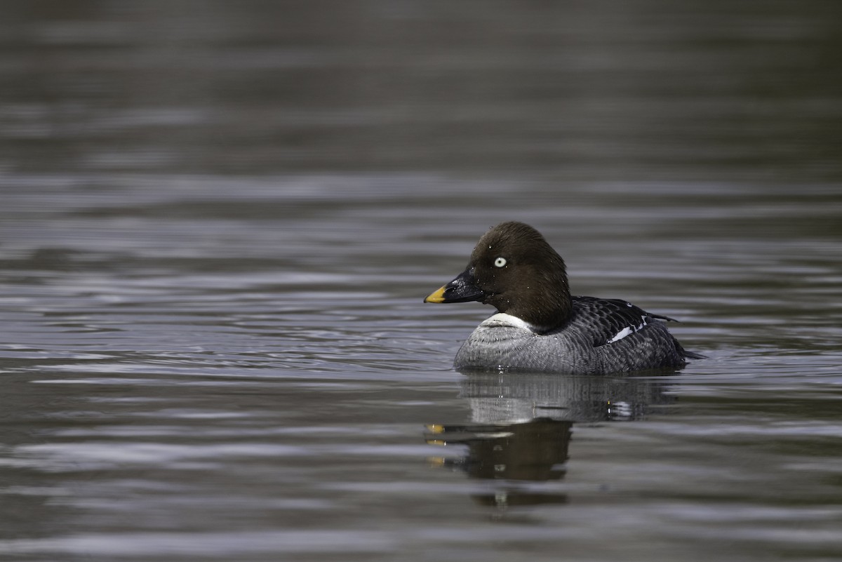 Altıngöz - ML564562221