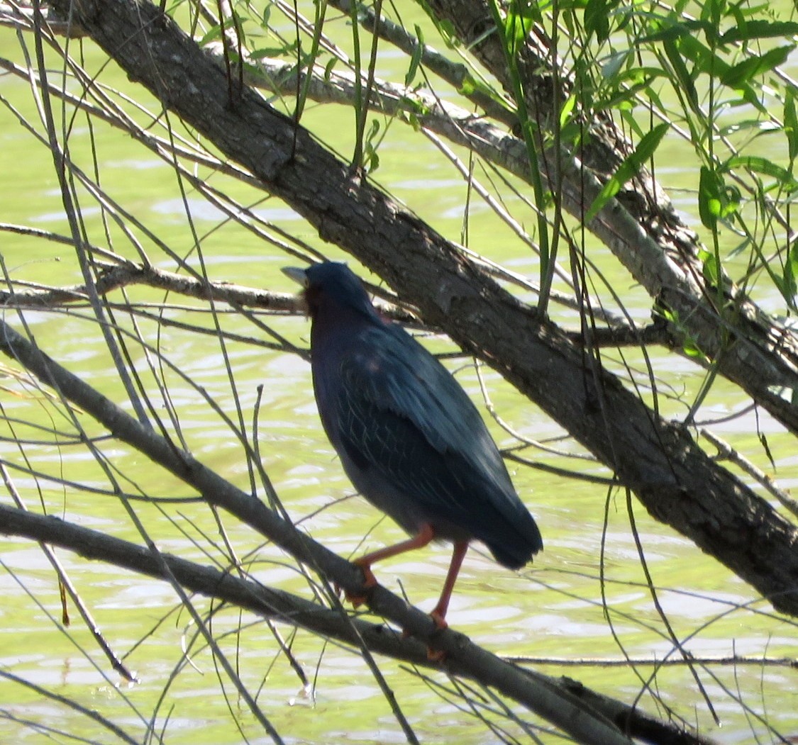 Green Heron - ML564562901