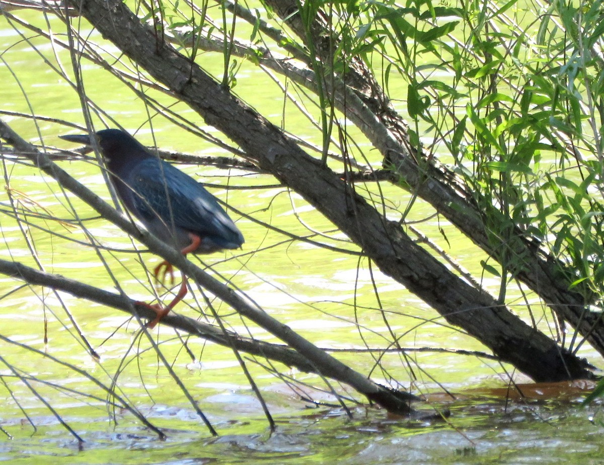 Green Heron - ML564564121