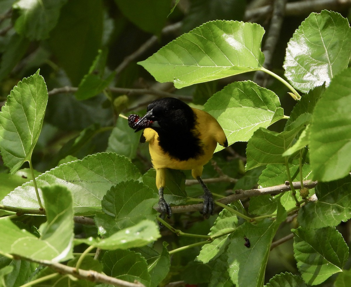 Audubon Turpiyalı - ML564564571