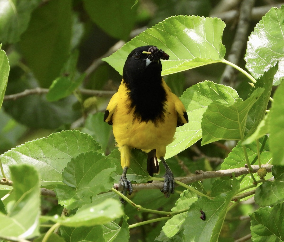 Oriole d'Audubon - ML564564581