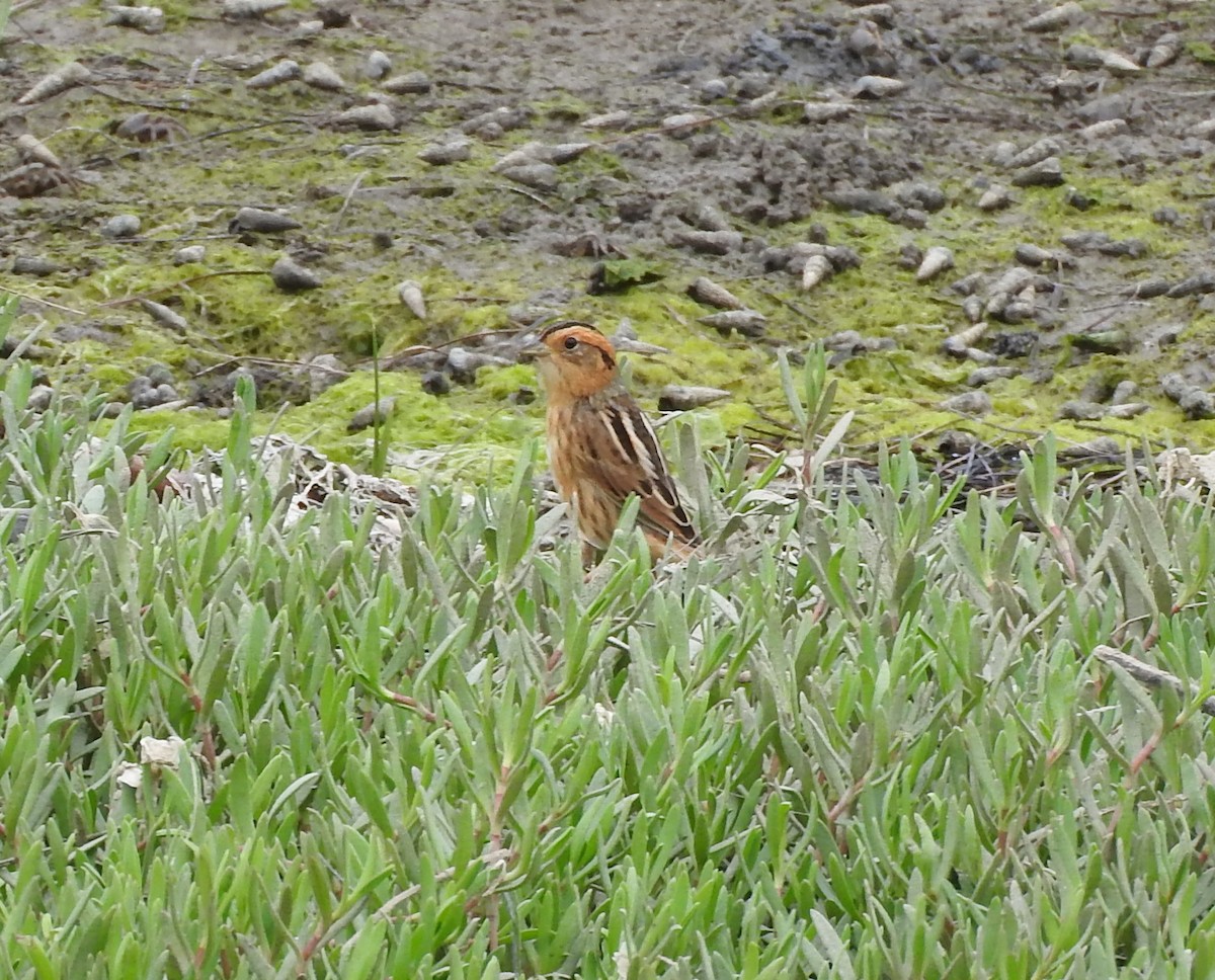 Nelson's Sparrow - ML564564621