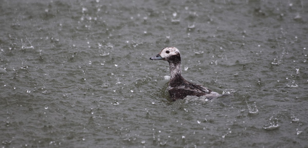 Long-tailed Duck - ML564565281