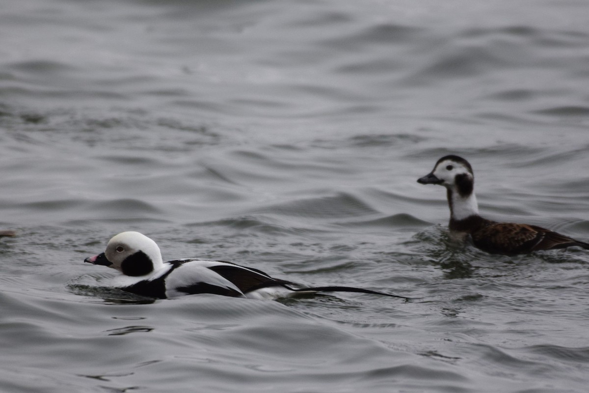 Long-tailed Duck - ML564565391