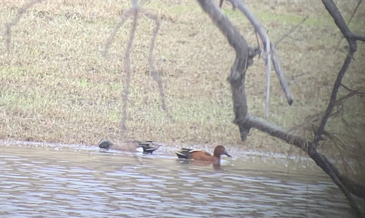 Cinnamon Teal - ML564565831